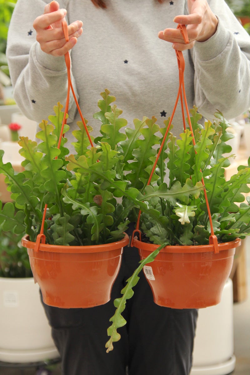 Ric Rac Fishbone Cactus -Hanging Planter