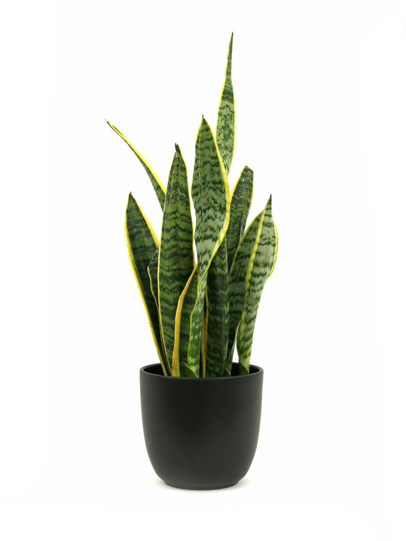 Sansevieria Laurentii Large
