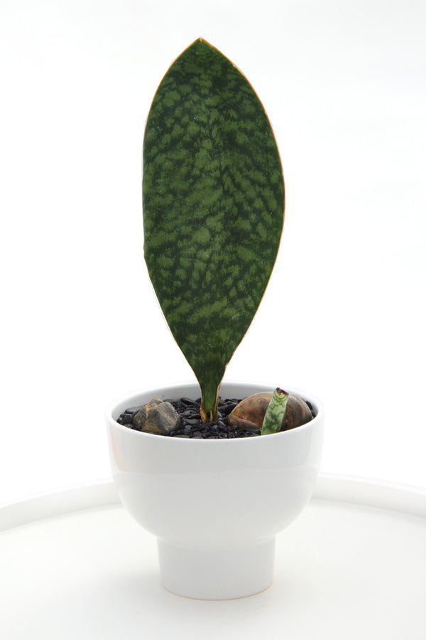 Sansevieria Whale Fin on Bishop Pot