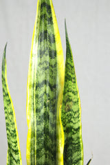 Sansevieria Laurentii Large