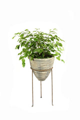 Ficus Benjamina Weeping Fig Variegated