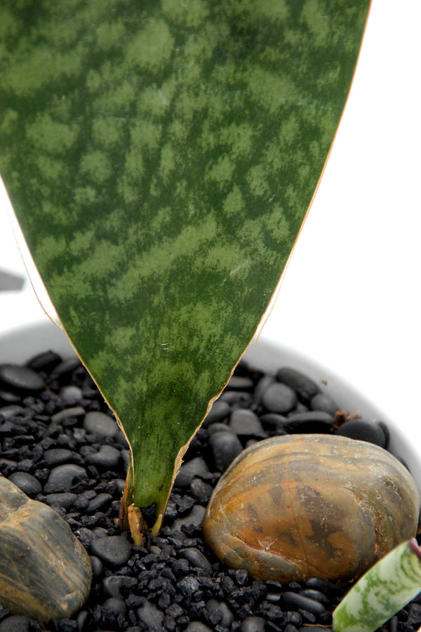 Sansevieria Whale Fin on Bishop Pot