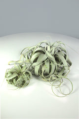 Tillandsia Airplant Xerographica