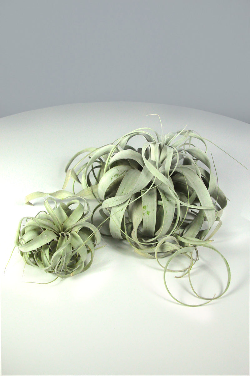 Tillandsia Airplant Xerographica