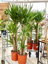 Yucca Tree Cane